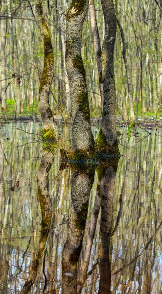 Lanskap dengan hutan pohon hornbeam — Stok Foto