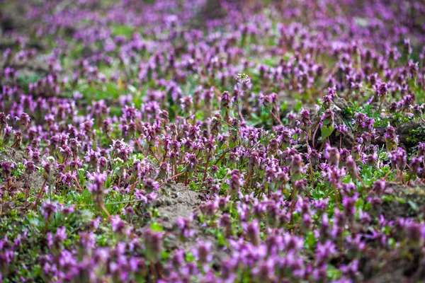 Campo di fiori viola — Foto Stock