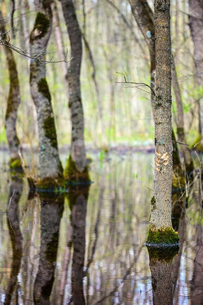 Paisagem com uma floresta de árvores de chifres — Fotografia de Stock