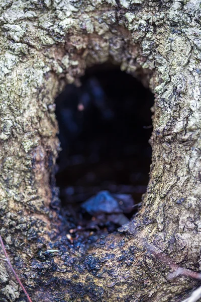 Primo piano di una tana di albero — Foto Stock