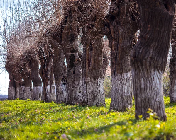 Row of very large Willows — Stock Photo, Image