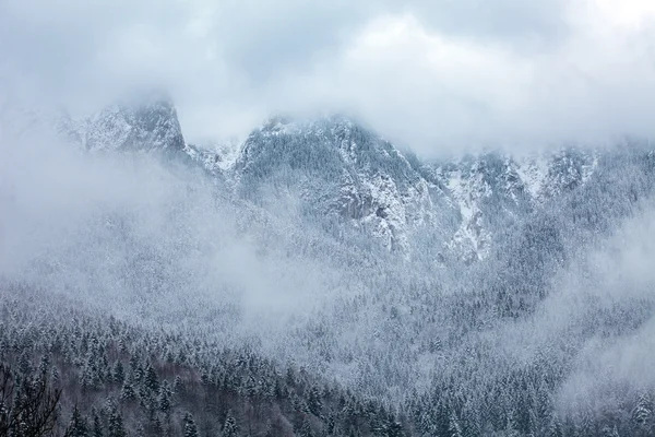 Picos de montaña cubiertos de bosques de pinos —  Fotos de Stock