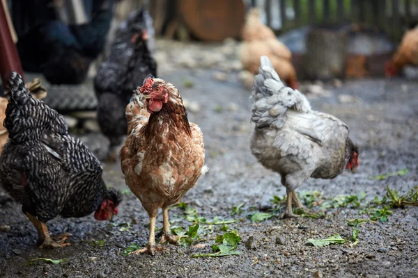 Ücretsiz aralığı tavuk kırsal kesimde — Stok fotoğraf