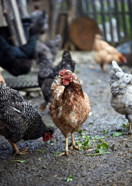 Frigående kyckling på landsbygden — Stockfoto
