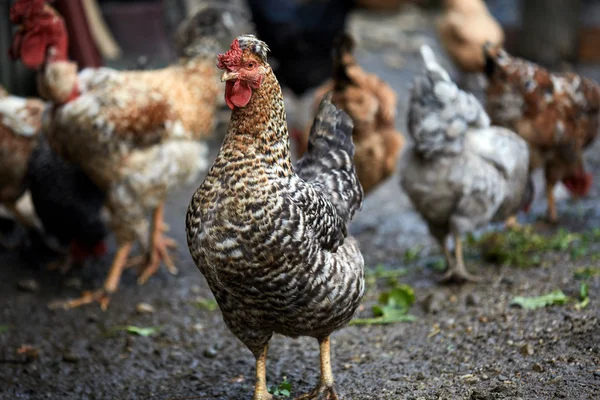 Vrije uitloop kip op het platteland — Stockfoto