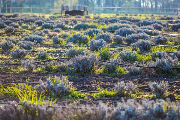 Linhas de lavanda em um campo — Fotografia de Stock