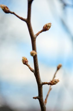 Elma ağacı çiçek tomurcukları closeup