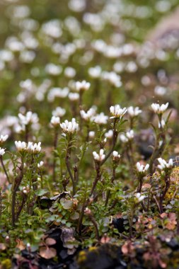 Küçük beyaz kır çiçekleri