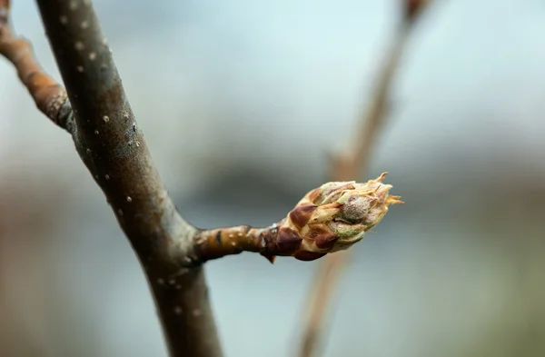 Polárszűrő az apple tree bimbó — Stock Fotó