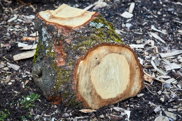 Fechar de um toco de árvore — Fotografia de Stock