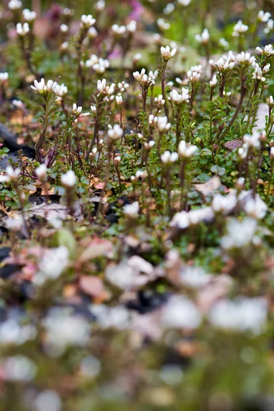 Маленькие белые дикие цветы — стоковое фото
