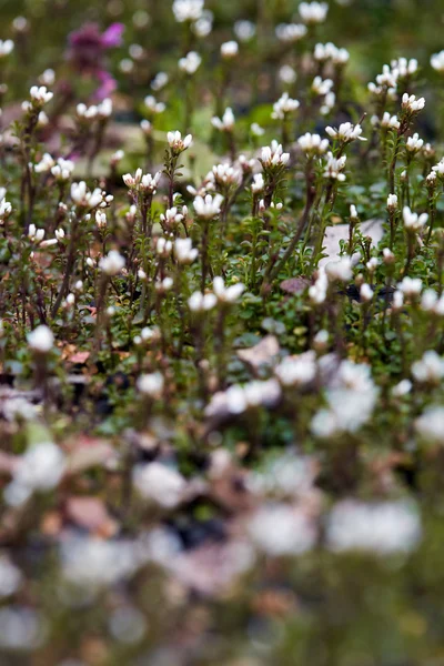 Pequenas flores selvagens brancas — Fotografia de Stock