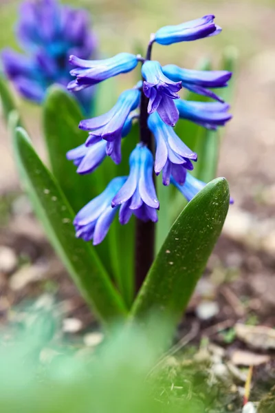 Closeup of beautiful hyacinth flowers — Stock Photo, Image