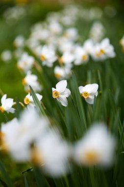 Beyaz nergis çiçek açan 