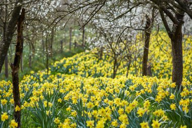  Nergis ile kiraz ağaçları