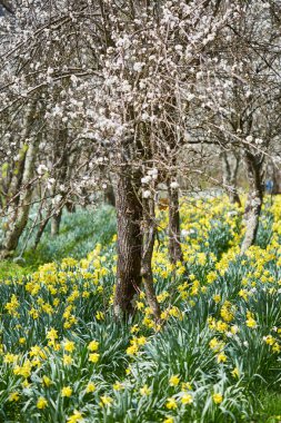  Nergis ile kiraz ağaçları