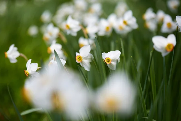 White daffodils blooming — Stock Photo, Image