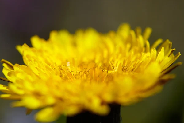 Fiore di tarassaco giallo — Foto Stock