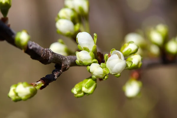 Kirschknospen auf einem Zweig — Stockfoto