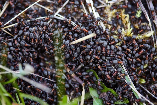 Nid grouillant de fourmis noires-rouges — Photo