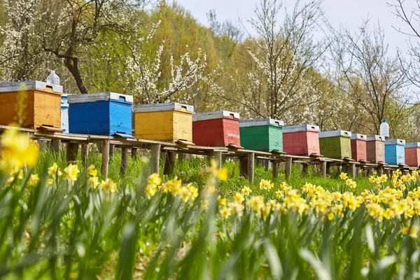 Colmeias de abelhas no campo — Fotografia de Stock