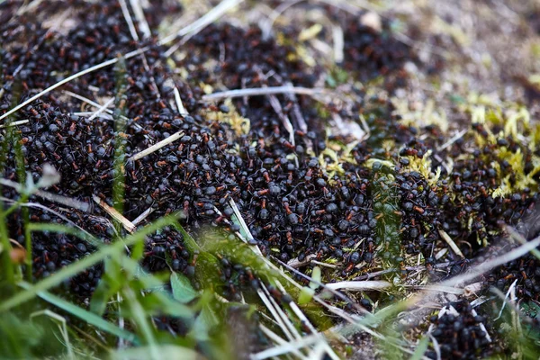 Nid grouillant de fourmis noires-rouges — Photo