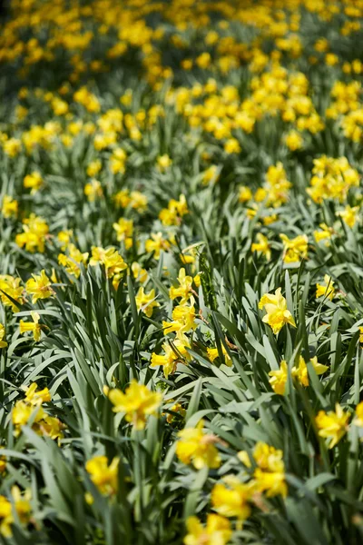 Flores amarelas de narciso Imagem De Stock