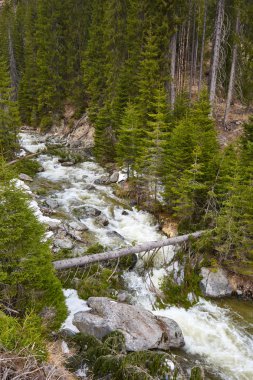 bir çam ormanı ile akan Iver