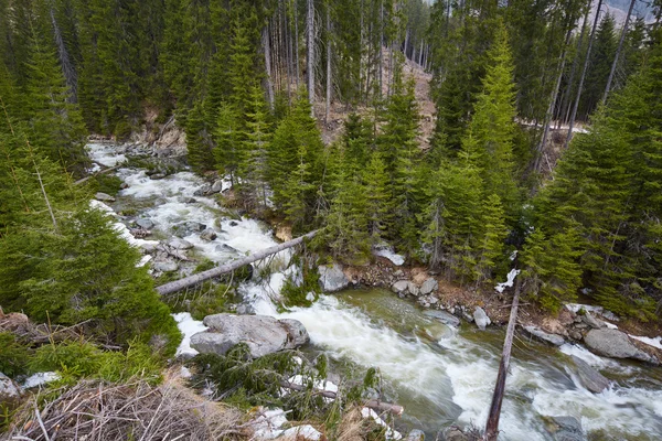 Iver que fluye a través de un bosque de pinos —  Fotos de Stock