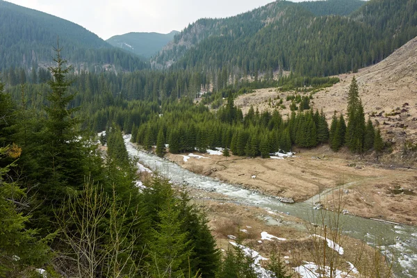 Iver flödar genom en tallskog — Stockfoto