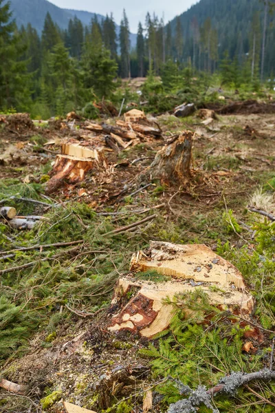 Deforestación en Rumanía, tala de bosques — Foto de Stock