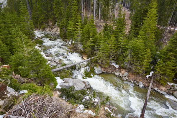 Iver que fluye a través de un bosque de pinos —  Fotos de Stock