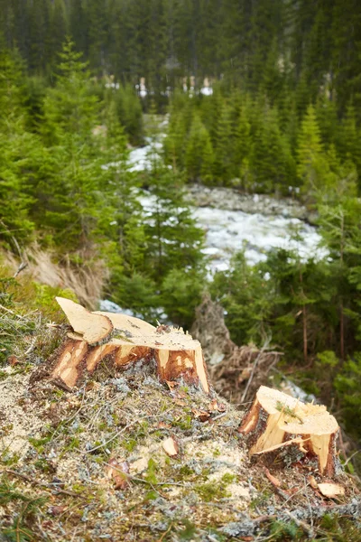 Deforestation in Romania, cutting down  forests — Stock Photo, Image