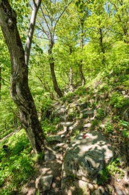 Kayın ormanı ve yürüyüş iz