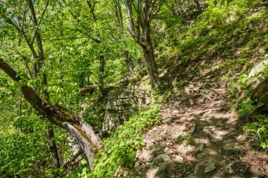Kayın ormanı ve yürüyüş iz