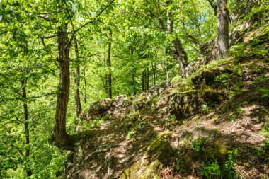 Kayın ormanı ve yürüyüş iz