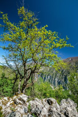  bitki örtüsü ile kaplı kalker Dağları