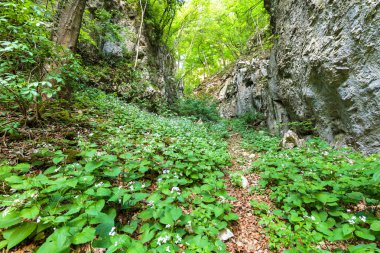 Kayın ormanı ve yürüyüş iz