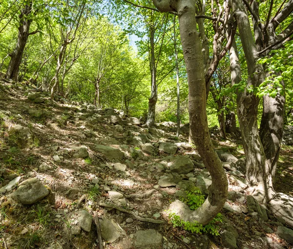 Beech forest and hiking trail — Stock Photo, Image