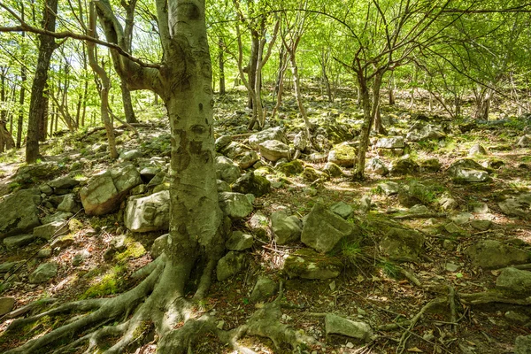 Beech forest and hiking trail — Stock Photo, Image