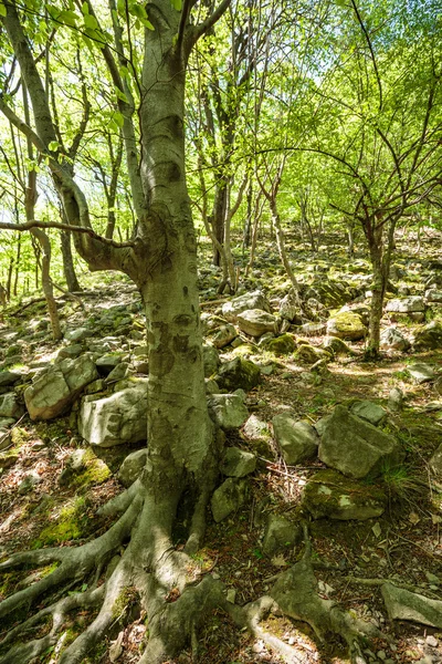 Floresta de faia e trilha de caminhadas — Fotografia de Stock