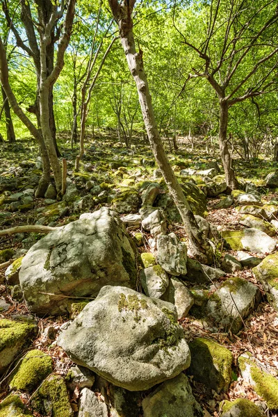 Beech forest and hiking trail — Stock Photo, Image