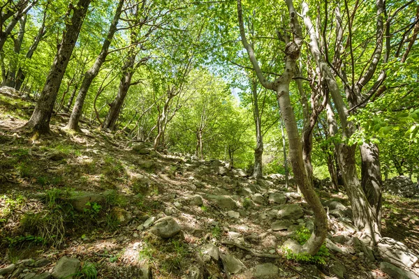 Beuken bos en hiking trail — Stockfoto