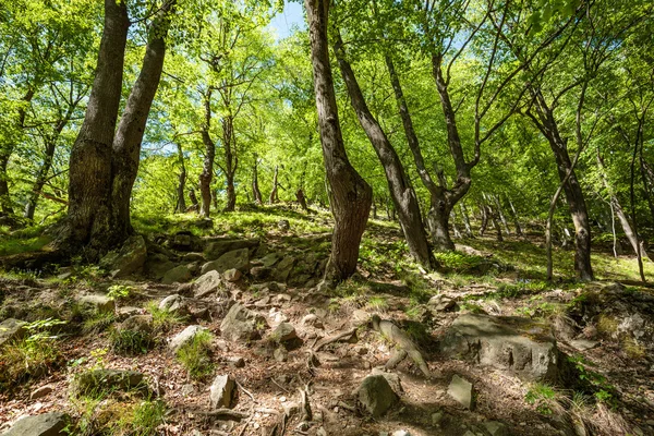 Буковий ліс і пішохідна стежка — стокове фото