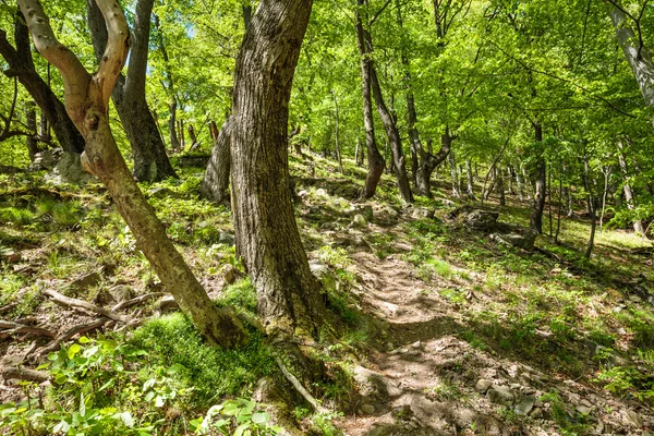 Buchenwald und Wanderweg — Stockfoto