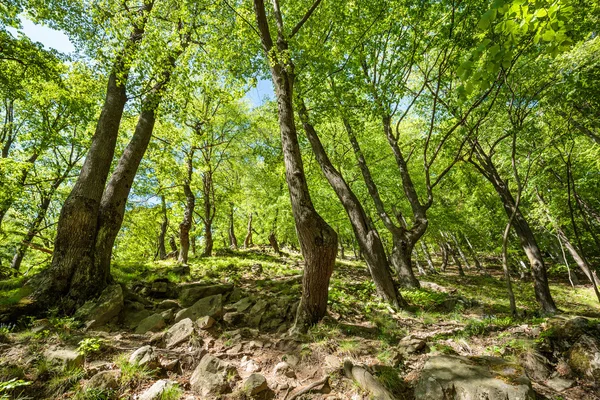 Bükk-erdő és a gyalogos ösvény — Stock Fotó