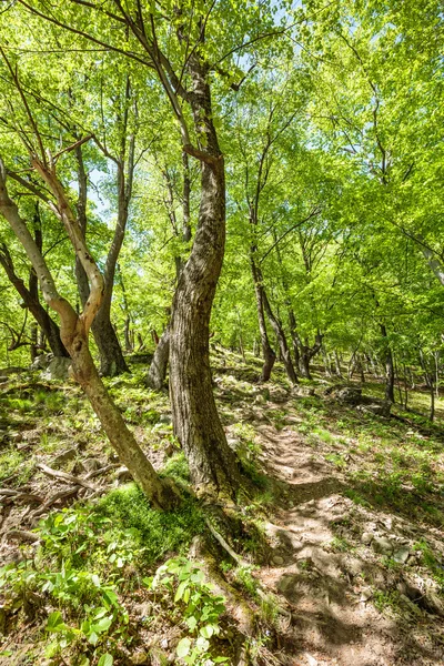 Beech forest and hiking trail — Stock Photo, Image
