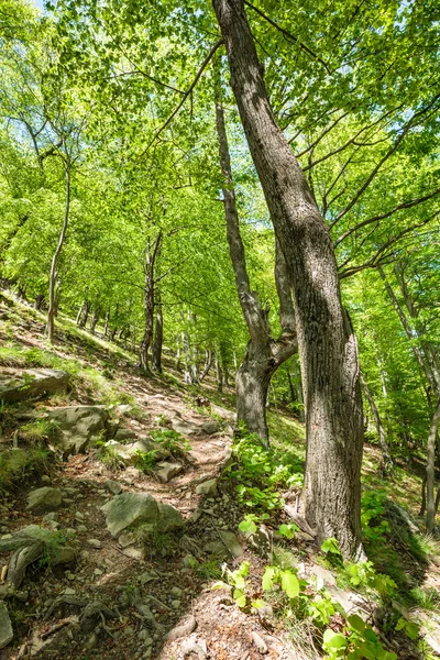 Bükk-erdő és a gyalogos ösvény — Stock Fotó