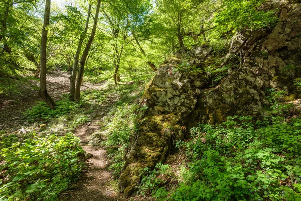 Buchenwald und Wanderweg — Stockfoto