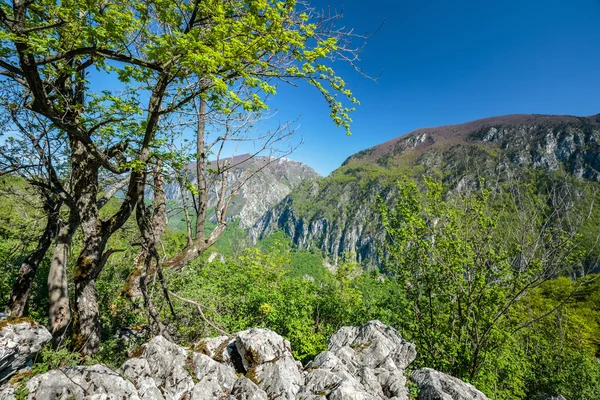 Ασβεστολιθικά βουνά που καλύπτονται με βλάστηση — Φωτογραφία Αρχείου